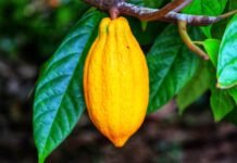 CBSI Names Guadalcanal as Key to Unlocking Solomon Islands’ Cocoa and Copra Productions