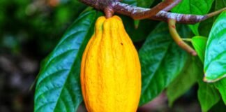 CBSI Names Guadalcanal as Key to Unlocking Solomon Islands’ Cocoa and Copra Productions