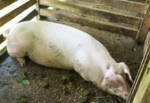 SIART Support to Improve Livelihoods of Pig Farmers in Malaita