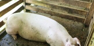 SIART Support to Improve Livelihoods of Pig Farmers in Malaita