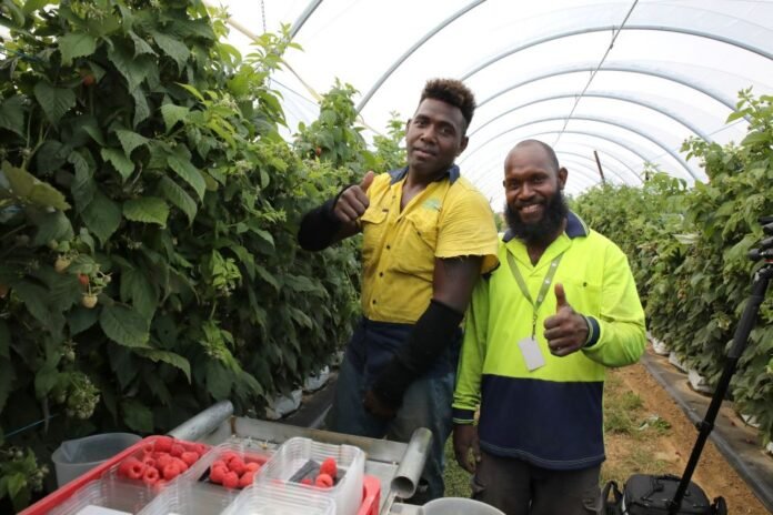 The PALM scheme is improving the lives of more than 9000 Solomon Islanders who have gone to work in Australia i