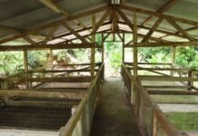 SIART Empowers Local Pig Farmers to Manage Their Agribusiness