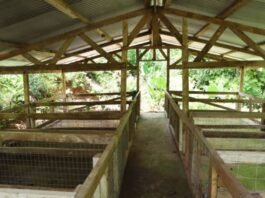 SIART Empowers Local Pig Farmers to Manage Their Agribusiness