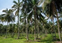 GNUT Repealed Coconut Management Fees