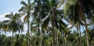 GNUT Repealed Coconut Management Fees